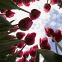 tulpenbollen zeewolde 2017